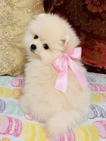 Crystal, a female Pomeranian for sale in Phoenix, AZ – 3 of 10