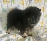 Diego, a male Pomeranian for sale in Phoenix, AZ – 2 of 10