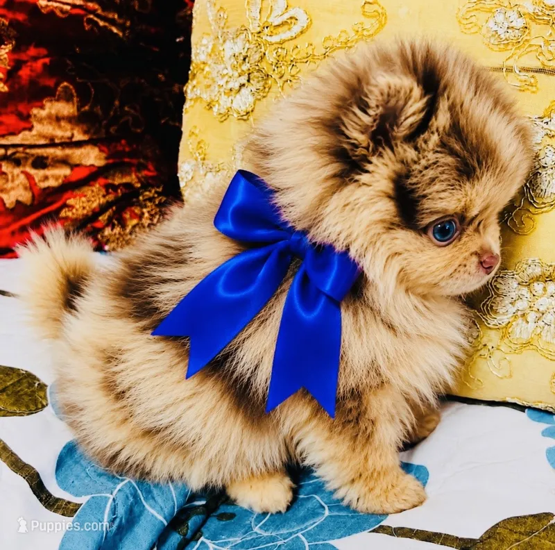 Mason – Pomeranian puppy for sale in Phoenix, AZ