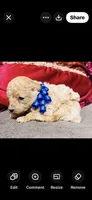 Theodore , a male Poodle - Toy  for sale in Phoenix, AZ – 6 of 9