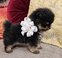 Pandas White bow Boy 1, a male Pomeranian for sale in Phoenix, AZ – 5 of 10
