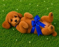 Red Benson, a male Poodle - Toy  for sale in Phoenix, AZ – 2 of 8