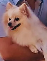 Geo, a male Pomeranian for sale in Phoenix, AZ – Photo 3 of 6