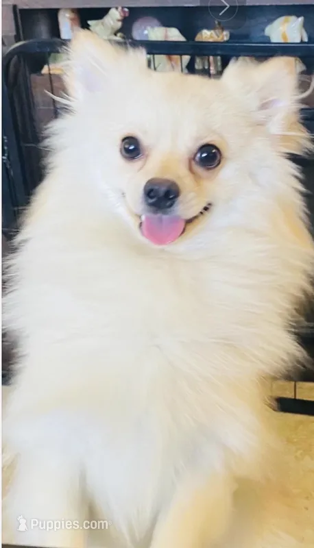 Geo – Pomeranian puppy for sale in Phoenix, AZ