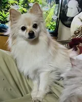 Geo, a male Pomeranian for sale in Phoenix, AZ – Photo 6 of 6