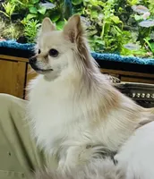 Geo, a male Pomeranian for sale in Phoenix, AZ – Photo 4 of 6