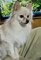 Geo, a male Pomeranian for sale in Phoenix, AZ – Photo 5 of 6