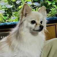 Geo, a male Pomeranian for sale in Phoenix, AZ – Photo 2 of 6