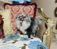 Penelope , a female Pomeranian for sale in Phoenix, AZ – 9 of 10