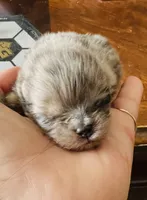 Penelope , a female Pomeranian for sale in Phoenix, AZ – 5 of 10