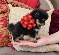 Godivas girl Red, a female Pomeranian for sale in Phoenix, AZ – 6 of 9