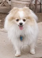 Godiva , a  Pomeranian for sale in Phoenix, AZ – 4 of 4