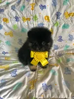 Diego, a male Pomeranian for sale in Phoenix, AZ – 3 of 8