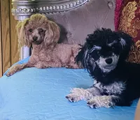 Ebony, a female Poodle - Toy  for sale in Phoenix, AZ – 9 of 10