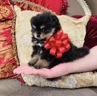 Godivas girl Red, a female Pomeranian for sale in Phoenix, AZ – 2 of 9