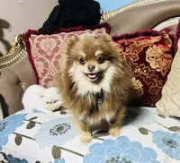 Brooklyn , a  Pomeranian for sale in Phoenix, AZ – 3 of 7