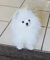 Frosty, a male Pomeranian for sale in Phoenix, AZ – 9 of 10