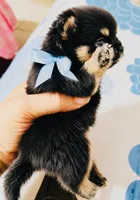Ruger, a male Pomeranian for sale in Phoenix, AZ – 2 of 10
