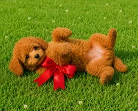 Big Red , a female Poodle - Toy  for sale in Phoenix, AZ – 6 of 8