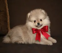 Lily, a female Pomeranian for sale in Phoenix, AZ – 7 of 10
