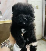 Coal, a male Pomeranian for sale in Phoenix, AZ – Photo 3 of 5