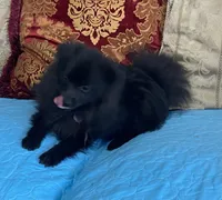 Coal, a male Pomeranian for sale in Phoenix, AZ – Photo 4 of 5