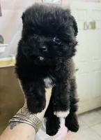 Coal, a male Pomeranian for sale in Phoenix, AZ – Photo 2 of 5