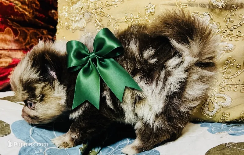 Cassius – Pomeranian puppy for sale in Phoenix, AZ