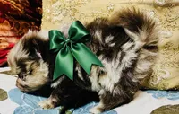 Cassius, a male Pomeranian for sale in Phoenix, AZ – 1 of 10