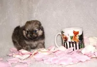Lily, a female Pomeranian for sale in Phoenix, AZ – Photo 3 of 5