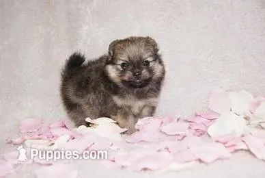 Lily – Pomeranian puppy for sale in Phoenix, AZ