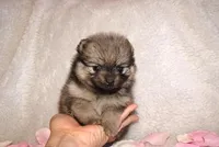 Lily, a female Pomeranian for sale in Phoenix, AZ – Photo 2 of 5