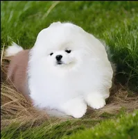 Lily, a female Pomeranian for sale in Phoenix, AZ – Photo 4 of 5