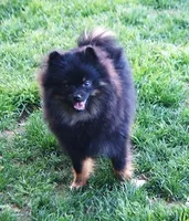 Lily, a female Pomeranian for sale in Phoenix, AZ – Photo 5 of 5