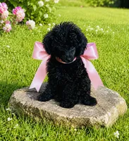 Ebony, a female Poodle - Toy  for sale in Phoenix, AZ – 4 of 10