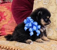 Godivas boy Blue, a male Pomeranian for sale in Phoenix, AZ – 6 of 10