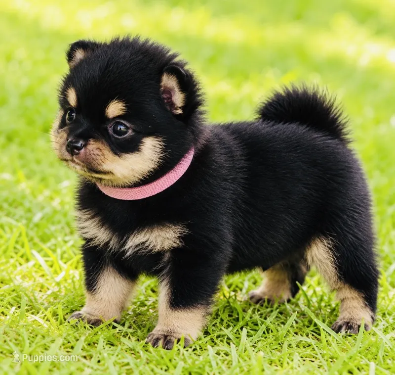 Pandas girl pink – Pomeranian puppy for sale in Phoenix, AZ