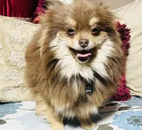 Brooklyn , a  Pomeranian for sale in Phoenix, AZ – 5 of 7