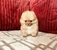Butterscotch , a male Pomeranian for sale in Phoenix, AZ – 4 of 10