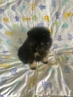 Diego, a male Pomeranian for sale in Phoenix, AZ – 3 of 10