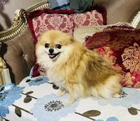 Gumdrop, a female Pomeranian for sale in Phoenix, AZ – 3 of 7