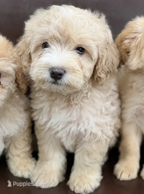 Blue – Poodle - Toy  puppy for sale in Phoenix, AZ
