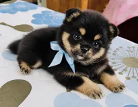 Ruger, a male Pomeranian for sale in Phoenix, AZ – 3 of 10