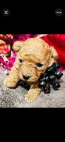 Dallas, a male Poodle - Toy  for sale in Phoenix, AZ – 2 of 10