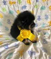 Diego, a male Pomeranian for sale in Phoenix, AZ – 4 of 8