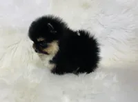 Diego, a male Pomeranian for sale in Phoenix, AZ – Photo 5 of 10