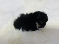 Diego, a male Pomeranian for sale in Phoenix, AZ – Photo 7 of 10