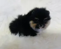 Diego, a male Pomeranian for sale in Phoenix, AZ – Photo 2 of 10