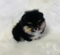 Diego, a male Pomeranian for sale in Phoenix, AZ – Photo 6 of 10