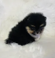 Diego, a male Pomeranian for sale in Phoenix, AZ – Photo 3 of 10